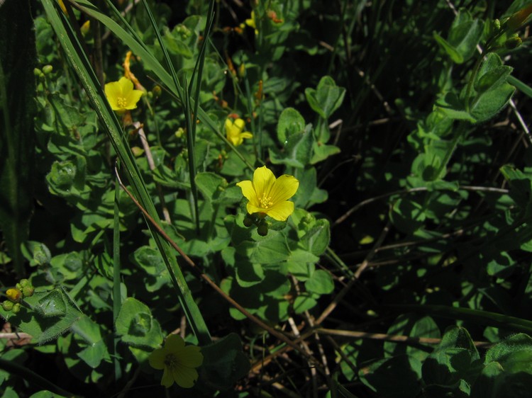 Hypericum elodes